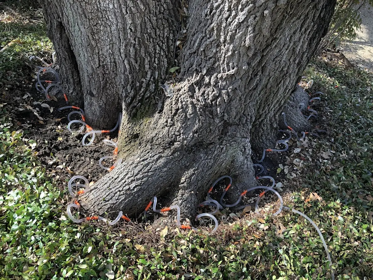 Detailed Tree Cabling and Bracing job site in Hiawatha